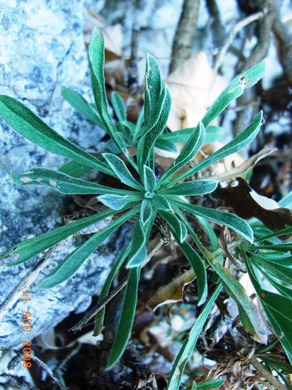 Alyssoides utriculata